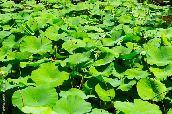Fototapeta 蓮の葉