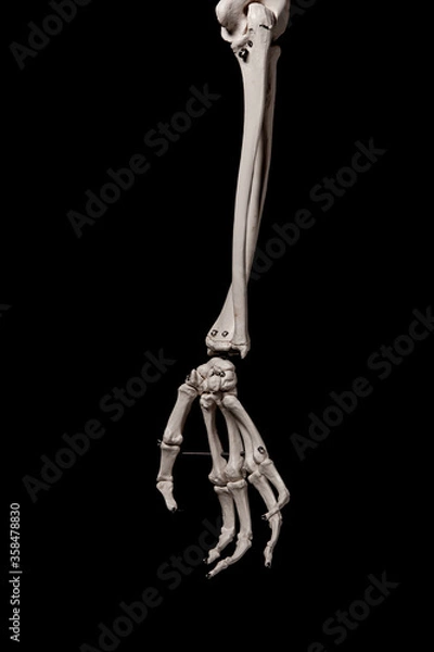 Obraz human forearm skeleton anatomy bone