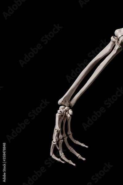 Obraz human forearm skeleton anatomy bone