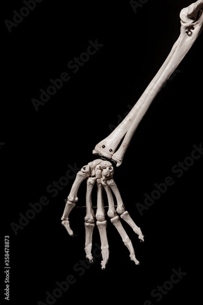Obraz human forearm skeleton anatomy bone