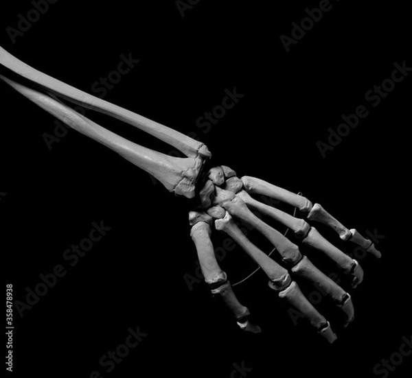 Obraz human forearm skeleton anatomy bone