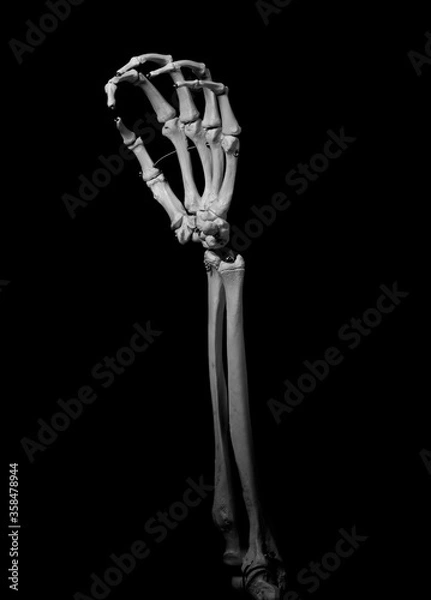 Fototapeta human forearm skeleton anatomy bone