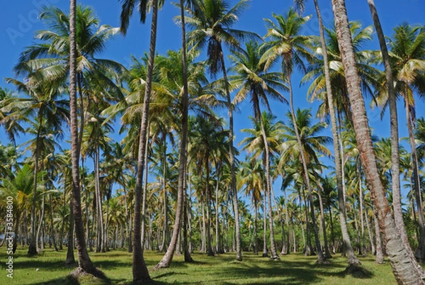 Obraz cocoteraie boipeba