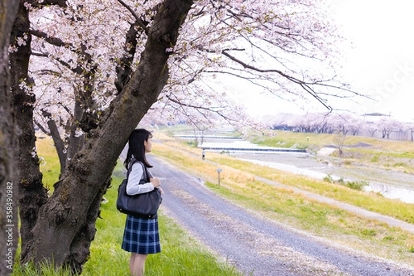 Obraz 女子学生、桜並木を歩く