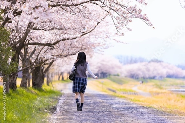 Obraz 女子学生、桜並木を歩く