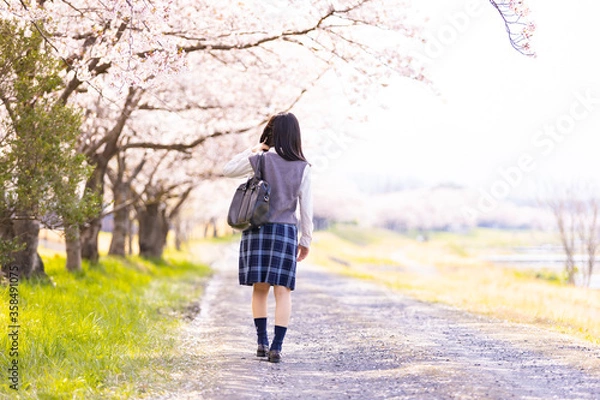 Fototapeta 女子学生、桜並木を歩く