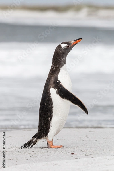 Fototapeta Gentoo Penguin shaking down after returning from the sea