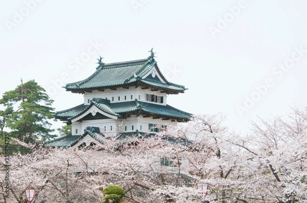 Fototapeta 桜と天守閣