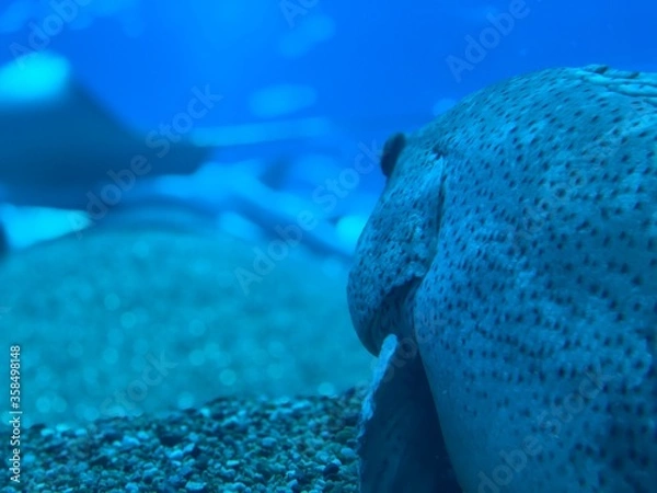 Obraz coral reef with fish