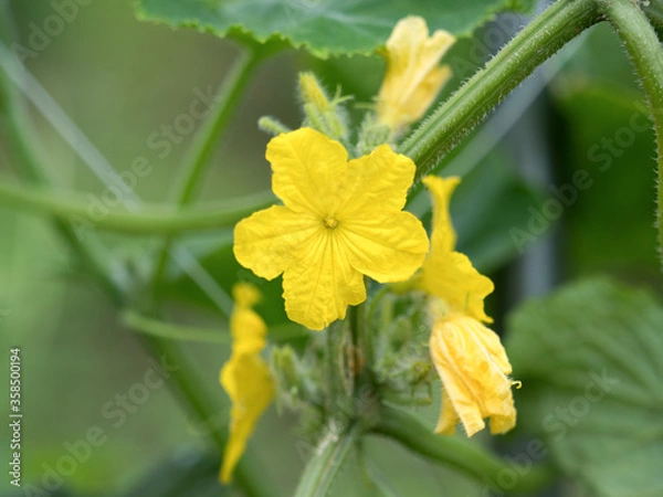 Fototapeta キュウリ畑