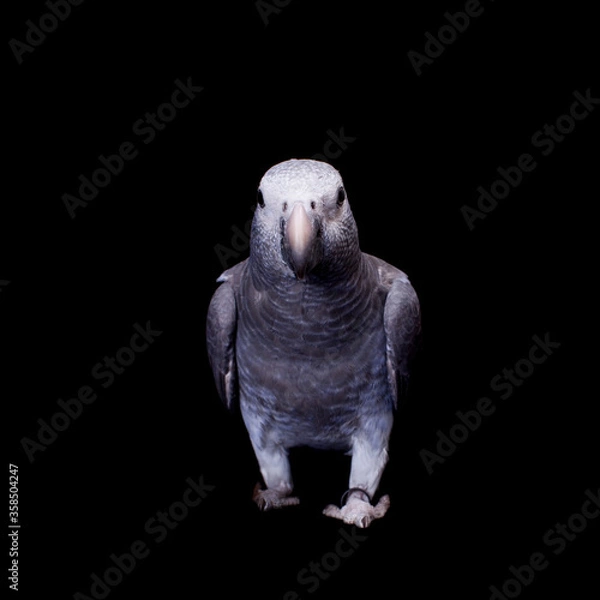 Fototapeta Timneh African Grey Parrot isolated on black