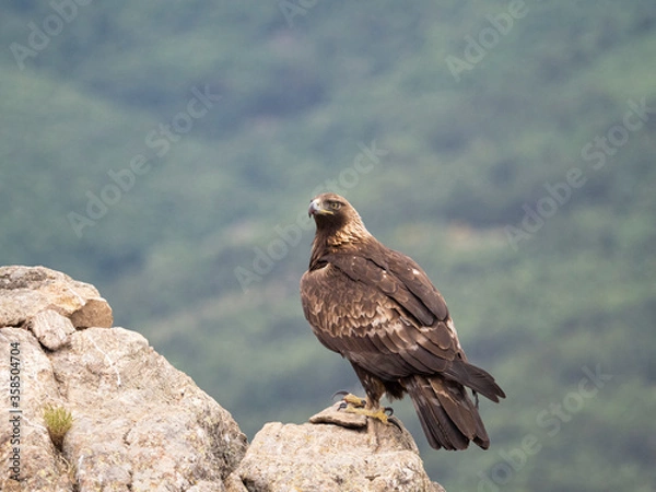 Obraz Aguila real​ (Aquila chrysaetos)