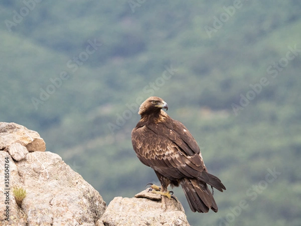Obraz Aguila real​ (Aquila chrysaetos)