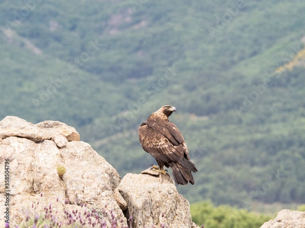 Obraz Aguila real​ (Aquila chrysaetos)