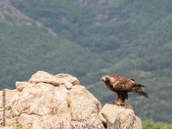 Obraz Aguila real​ (Aquila chrysaetos)
