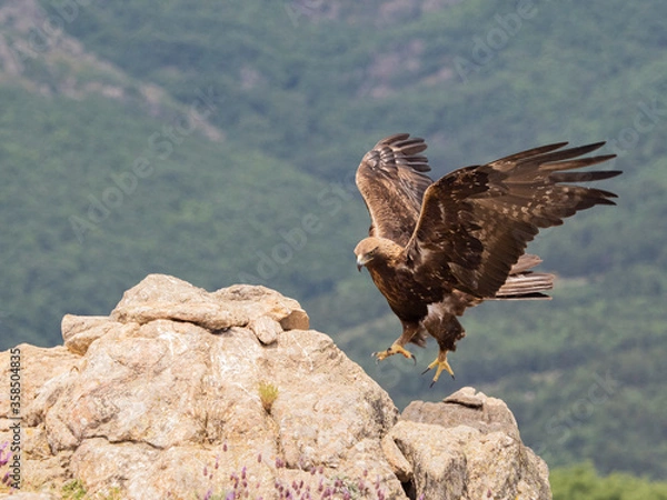 Obraz Aguila real​ (Aquila chrysaetos)