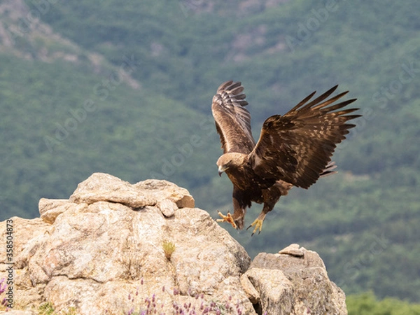 Obraz Real Aguila (Aquila Chrysaetos)