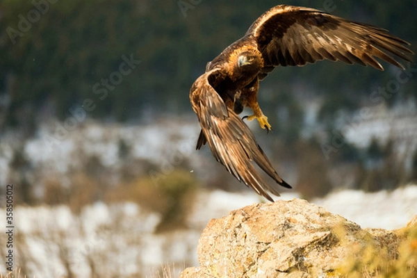 Obraz Aguila real​ (Aquila chrysaetos)