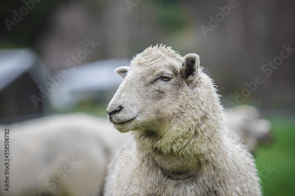 Obraz sheeps