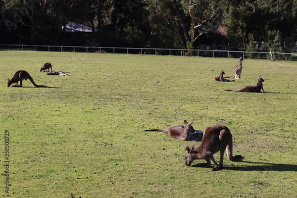 Obraz kangaroo in the grass