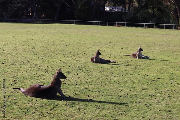 Obraz kangaroos