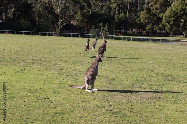 Obraz kangaroos