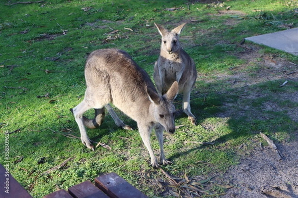 Obraz kangaroo and baby