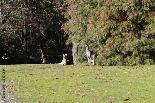 Obraz kangaroos on the grass 