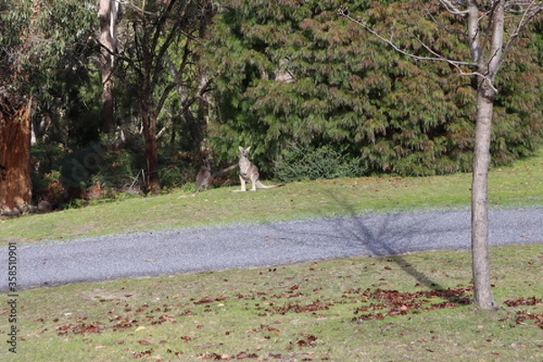 Obraz kangaroos on the grass 