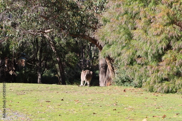 Obraz kangaroo in the wild
