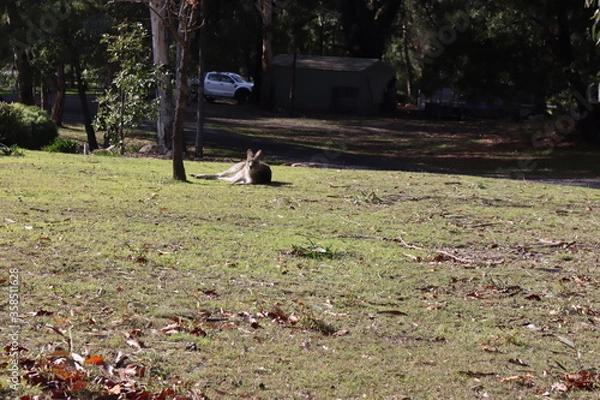 Obraz kangaroos on the grass