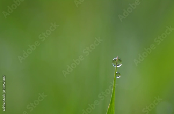 Fototapeta Rosée du matin