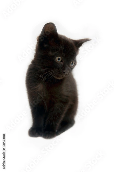 Obraz small black cat