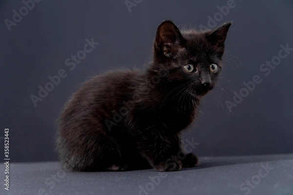 Obraz small black cat