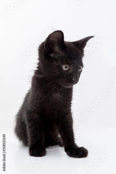 Obraz small black cat