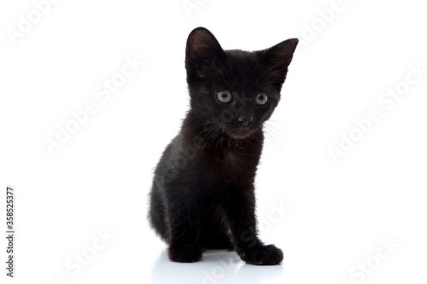 Obraz small black cat