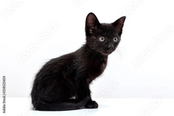 Obraz small black cat
