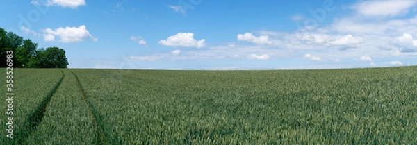 Fototapeta Green wheat field in an agricultural farming landscape panorama with tractor tracks and a blue sky with white clouds in early summer.