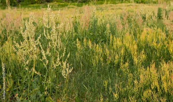 Obraz wheat field in summer