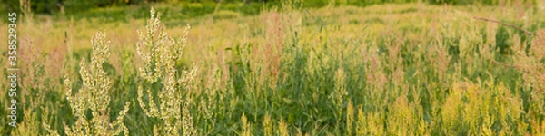 Obraz green grass in a field