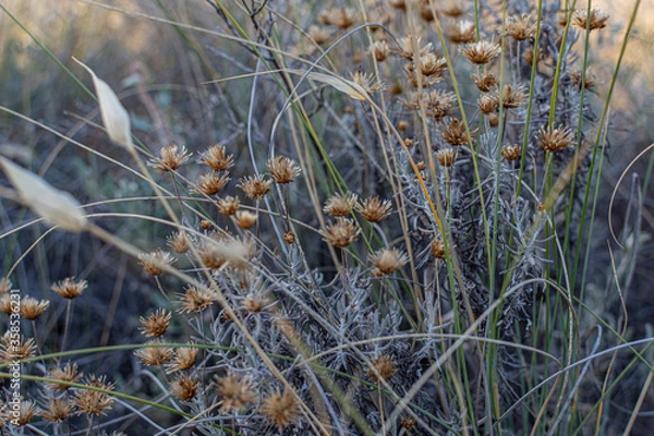 Fototapeta grass in the wind