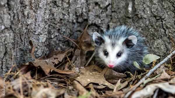 Obraz Baby opossum with pink nose standing in leaves in front of tree