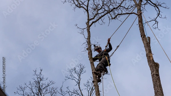 Obraz Worker with chainsaw  and helmet cutting down tree