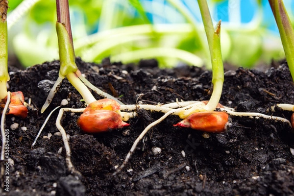 Fototapeta sprouts of corn soil with exposed roots emanating from grain
