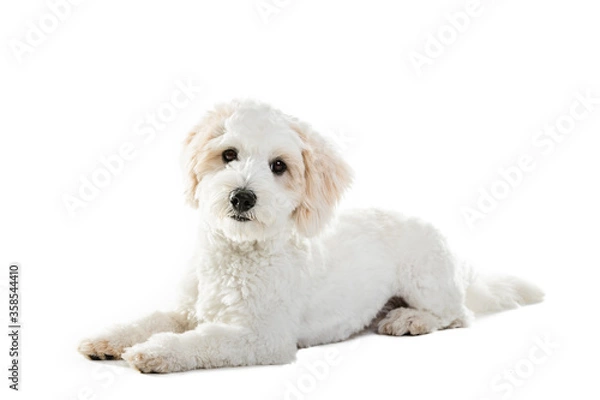 Obraz Cute Maltese Puppy Against White Background.