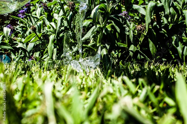 Obraz green grass background