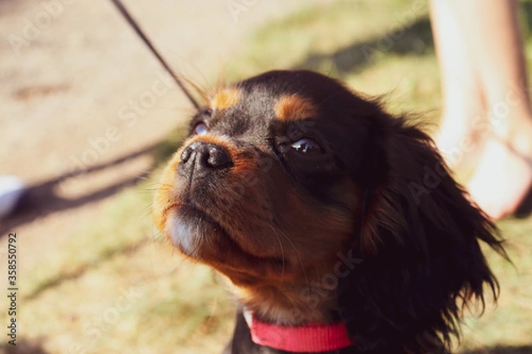 Obraz cavalier king charles spaniel