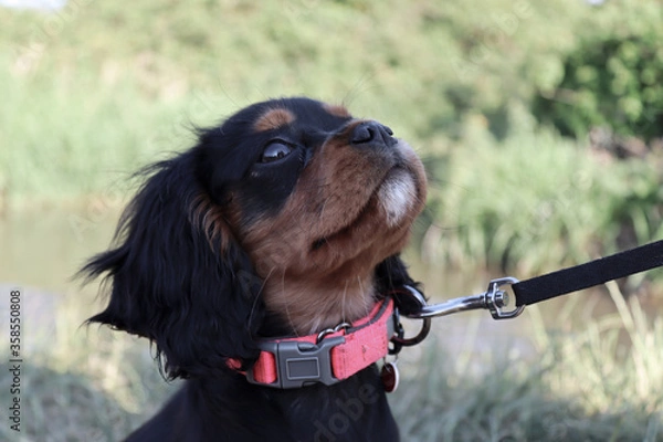 Obraz cavalier king charles spaniel
