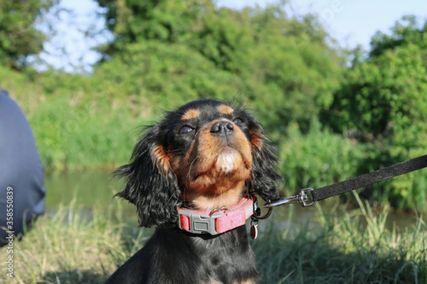 Obraz cavalier king charles spaniel