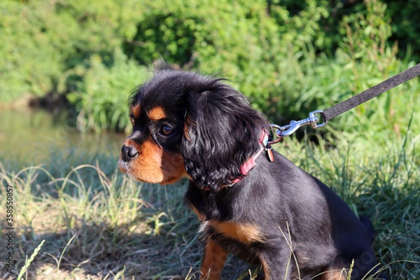 Obraz cavalier king charles spaniel